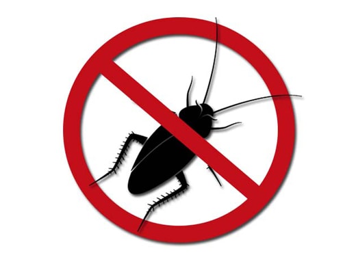 dedetização de ratos