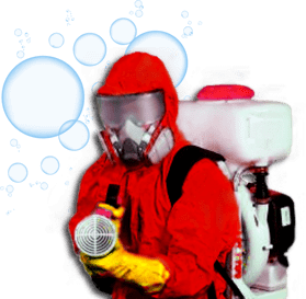 dedetização de ratos