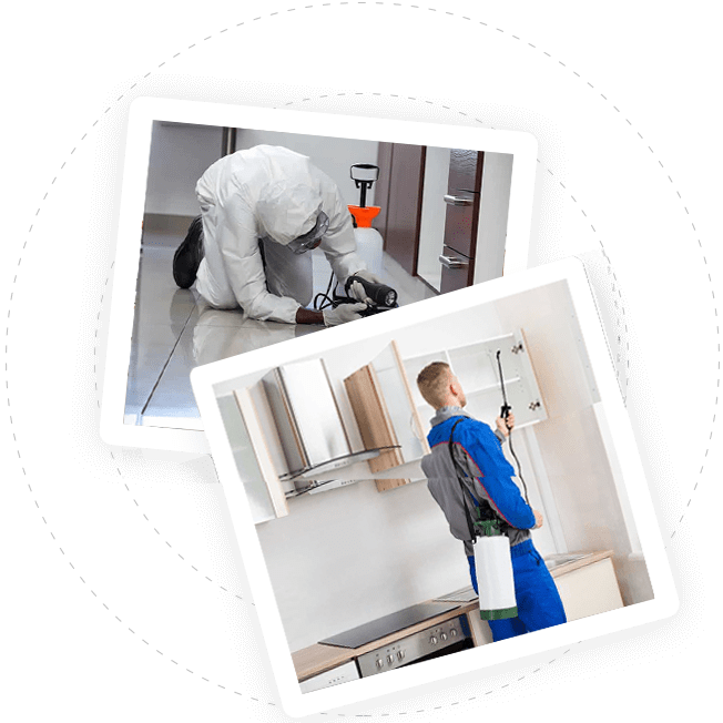 dedetização de ratos